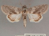 Beihania diascota